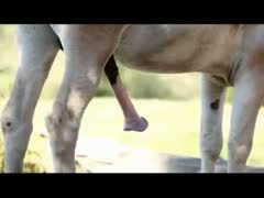 Amazing rare footage of a big swinging horse shlong taken outside in a zoophilia film